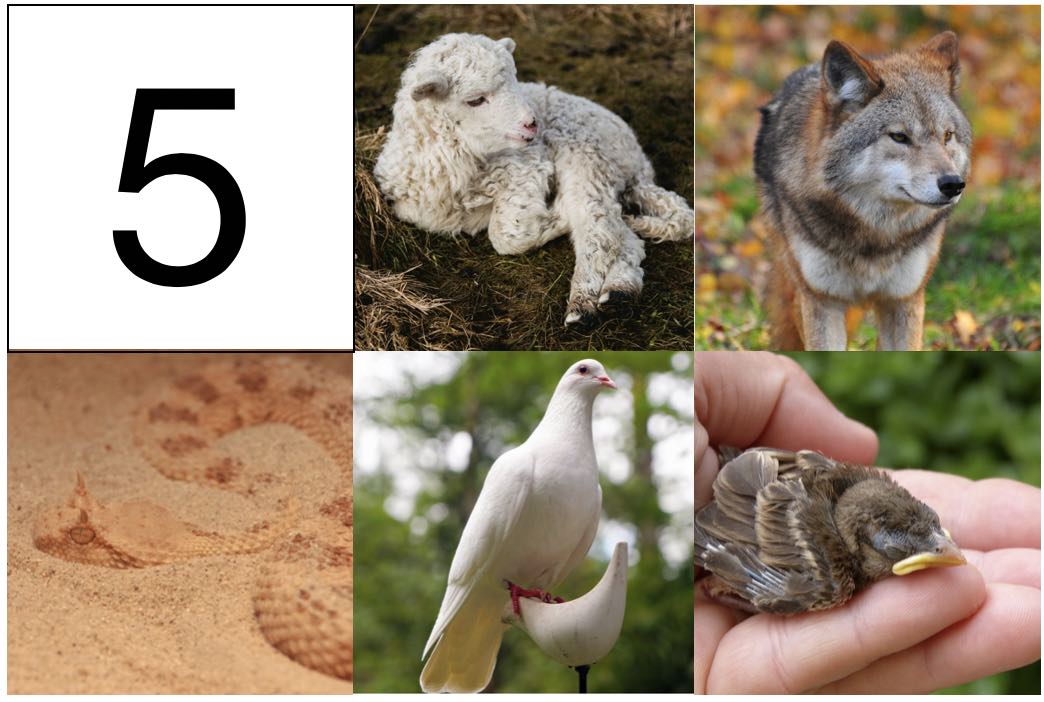 5 animals
